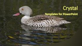  Presentation with teal - PPT layouts enhanced with chad - cape teal anas capensis wild background and a tawny brown colored foreground