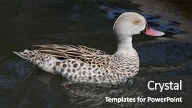  Presentation with teal - Amazing PPT theme having chad - cape teal anas capensis wild backdrop and a dark gray colored foreground