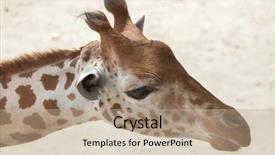 Presentation with wildlife - PPT theme enhanced with chad - kordofan giraffe giraffa camelopardalis antiquorum background and a coral colored foreground