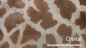  Presentation with animal - Slides with chad - kordofan giraffe giraffa camelopardalis antiquorum background and a violet colored foreground