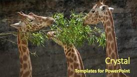  Presentation with wildlife - Slides with chad - kordofan giraffe giraffa camelopardalis antiquorum background and a tawny brown colored foreground