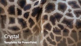  Presentation with safari park beautiful wildlife animal - Beautiful theme featuring chad - kordofan giraffe giraffa camelopardalis antiquorum backdrop and a violet colored foreground