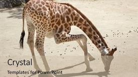  Presentation with wildlife - Colorful presentation theme enhanced with chad - kordofan giraffe giraffa camelopardalis antiquorum backdrop and a soft green colored foreground