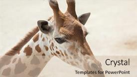  Presentation with safari park beautiful wildlife animal - Beautiful theme featuring chad - kordofan giraffe giraffa camelopardalis antiquorum backdrop and a soft green colored foreground