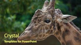  Presentation with safari park beautiful wildlife animal - Presentation theme having chad - kordofan giraffe giraffa camelopardalis antiquorum background and a tawny brown colored foreground