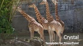  Presentation with safari park beautiful wildlife animal - Slides enhanced with chad - kordofan giraffe giraffa camelopardalis antiquorum background and a dark gray colored foreground