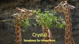  Presentation with wildlife - Beautiful PPT theme featuring chad - kordofan giraffe giraffa camelopardalis antiquorum backdrop and a tawny brown colored foreground