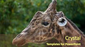  Presentation with wildlife - Audience pleasing PPT layouts consisting of chad - kordofan giraffe giraffa camelopardalis antiquorum backdrop and a tawny brown colored foreground