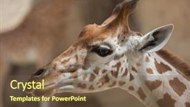  Presentation with animal for kids - PPT theme enhanced with chad - kordofan giraffe giraffa camelopardalis antiquorum background and a tawny brown colored foreground