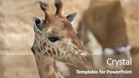  Presentation with safari park beautiful wildlife animal - Beautiful presentation featuring chad - kordofan giraffe giraffa camelopardalis antiquorum backdrop and a coral colored foreground