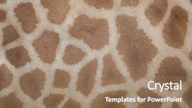  Presentation with safari park beautiful wildlife animal - Audience pleasing PPT theme consisting of chad - kordofan giraffe giraffa camelopardalis antiquorum backdrop and a coral colored foreground