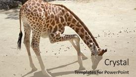  Presentation with safari park beautiful wildlife animal - Theme featuring chad - kordofan giraffe giraffa camelopardalis antiquorum background and a mint green colored foreground