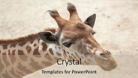  Presentation with safari park beautiful wildlife animal - Cool new presentation theme with chad - kordofan giraffe giraffa camelopardalis antiquorum backdrop and a coral colored foreground