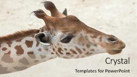  Presentation with safari park beautiful wildlife animal - Cool new presentation design with chad - kordofan giraffe giraffa camelopardalis antiquorum backdrop and a soft green colored foreground