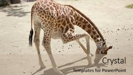  Presentation with safari park beautiful wildlife animal - Slides enhanced with chad - kordofan giraffe giraffa camelopardalis antiquorum background and a coral colored foreground