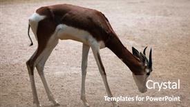  Presentation with underwater wild nature sea life - Amazing slide set having chad - mhorr gazelle nanger dama mhorr backdrop and a  colored foreground