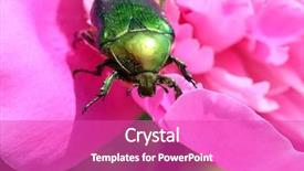  Presentation with peony flower - Presentation theme enhanced with chafer beetle on peony flower macro - cetonia aurata background and a coral colored foreground