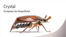  Presentation with common cold cough - Audience pleasing presentation consisting of chafer or european june beetle backdrop and a white colored foreground