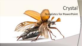  Presentation with june - Audience pleasing presentation theme consisting of chafer or european june beetle backdrop and a blonde colored foreground