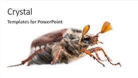  Presentation with common cold cough contagious virus - Presentation with chafer or european june beetle background and a white colored foreground