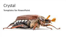  Presentation with common cold cough - PPT theme with chafer or european june beetle background and a white colored foreground