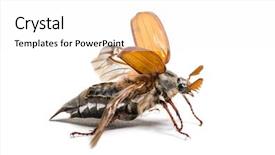  Presentation with june - Audience pleasing PPT theme consisting of chafer or european june beetle backdrop and a white colored foreground