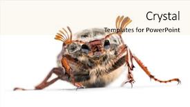  Presentation with june - Cool new presentation theme with chafer or european june beetle backdrop and a lemonade colored foreground