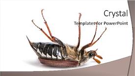  Presentation with front of burj khalifa - Amazing slides having chafer or european june beetle backdrop and a white colored foreground