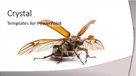  Presentation with june - Theme consisting of chafer or european june beetle background and a white colored foreground
