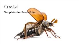  Presentation with common cold cough - Slides with chafer or european june beetle background and a white colored foreground