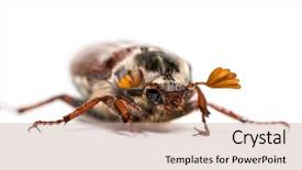  Presentation with common cold cough - Colorful theme enhanced with chafer or european june beetle backdrop and a coral colored foreground