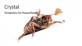  Presentation with quail bird common - Presentation theme having chafer or european june beetle background and a white colored foreground