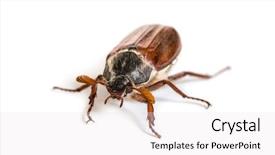  Presentation with navratri festival front page pdf - Audience pleasing PPT theme consisting of chafer or european june beetle backdrop and a white colored foreground