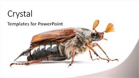  Presentation with common cold cough contagious virus - Presentation having chafer or european june beetle background and a white colored foreground