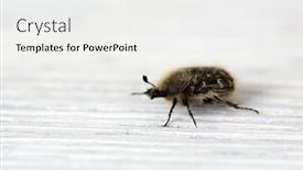  Presentation with wooden - Amazing slides having chafer-shaggy-beetle-on-wooden backdrop and a white colored foreground