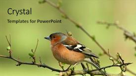  Presentation with springtime - Beautiful slide deck featuring  backdrop and a  colored foreground