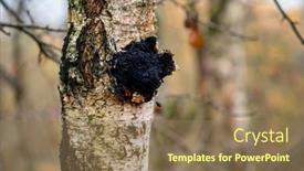  Presentation with ayurvedic medicine and nature spa - Presentation theme featuring chaga-mushroom-inonotus-obliquus-grows background and a coral colored foreground