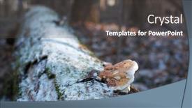  Presentation with mushroom - Cool new PPT theme with chaga-mushroom-on-log-tree backdrop and a dark gray colored foreground