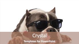  Presentation with bully - Cool new slide set with chain necklace relaxes on white backdrop and a coral colored foreground