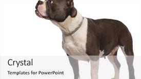  Presentation with bully - Slide set having chain necklace stands on white background and a white colored foreground