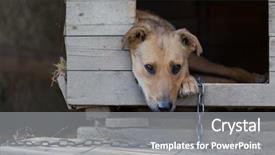  Presentation with released - Cool new PPT theme with chained up dog laying backdrop and a gray colored foreground