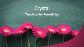  Presentation with green chalkboard - PPT theme featuring chalk board - pink gerbera flower on green background and a ocean colored foreground