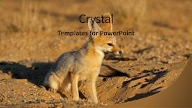  Presentation with kalahari - Beautiful presentation theme featuring chama in natural habitat kalahari backdrop and a red colored foreground