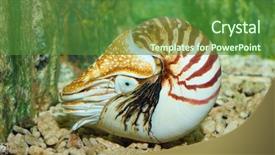  Presentation with underwater - Presentation having gastropods - chambered nautilus pompilius underwater background and a forest green colored foreground