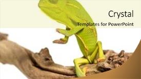  Presentation with branch - PPT layouts featuring chameleon chamaeleo chameleon on branch background and a yellow colored foreground