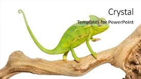  Presentation with branch - Amazing PPT theme having chameleon chamaeleo chameleon on branch backdrop and a white colored foreground