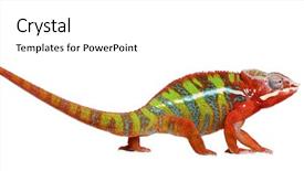  Presentation with greek column front - Presentation theme with chameleon furcifer pardalis - ambilobe 18 background and a white colored foreground