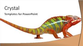  Presentation with front of burj khalifa - Colorful PPT theme enhanced with chameleon furcifer pardalis - ambilobe 18 backdrop and a white colored foreground