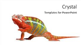  Presentation with front of burj khalifa - Presentation having chameleon furcifer pardalis - ambilobe 18 background and a white colored foreground