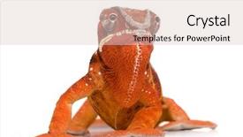  Presentation with 50 years - PPT theme with chameleon furcifer pardalis - sambava 2 background and a lemonade colored foreground